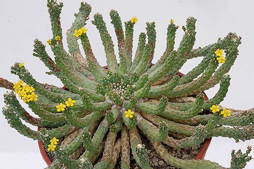 Euphorbia inermis v. huttoniae img_08679s