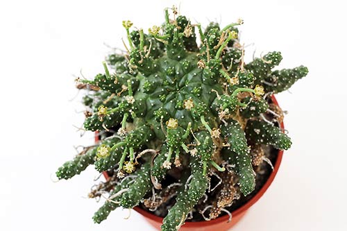 Euphorbia gamkaensis img_05929