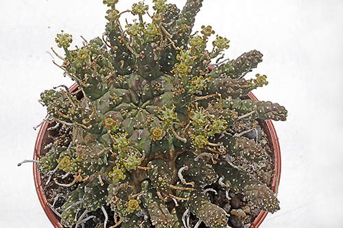 Euphorbia gamkaensis img_09330