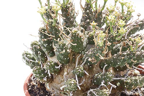 Euphorbia gamkaensis img_09331