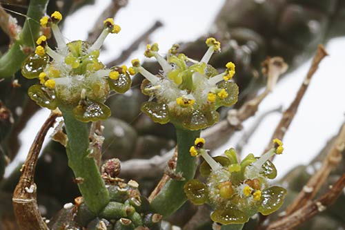 Euphorbia gamkaensis img_09332
