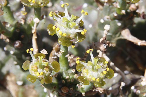 Euphorbia gamkaensis img_09335