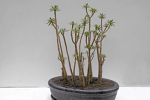 Euphorbia balsamifera img_01657