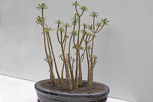 Euphorbia balsamifera img_01665