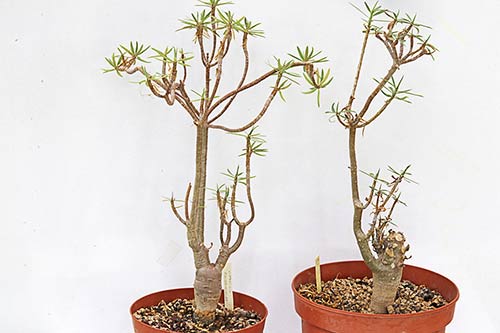 Euphorbia balsamifera img_09778