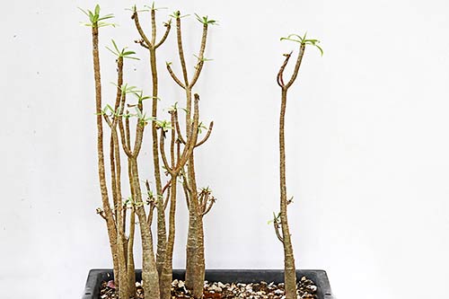 Euphorbia balsamifera img_09779