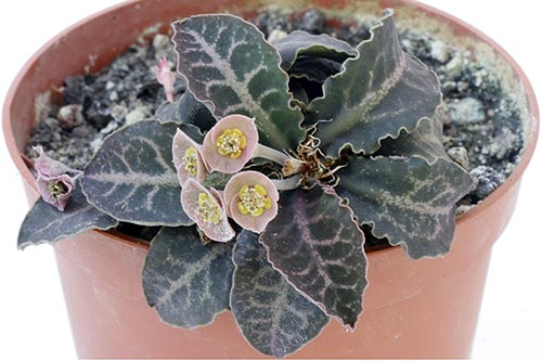 Euphorbia francoisii v. crassicaulis fm rubrifolia img_01178