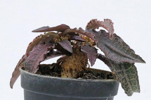 Euphorbia francoisii img_06423