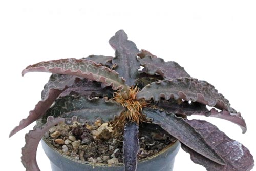 Euphorbia francoisii img_06425