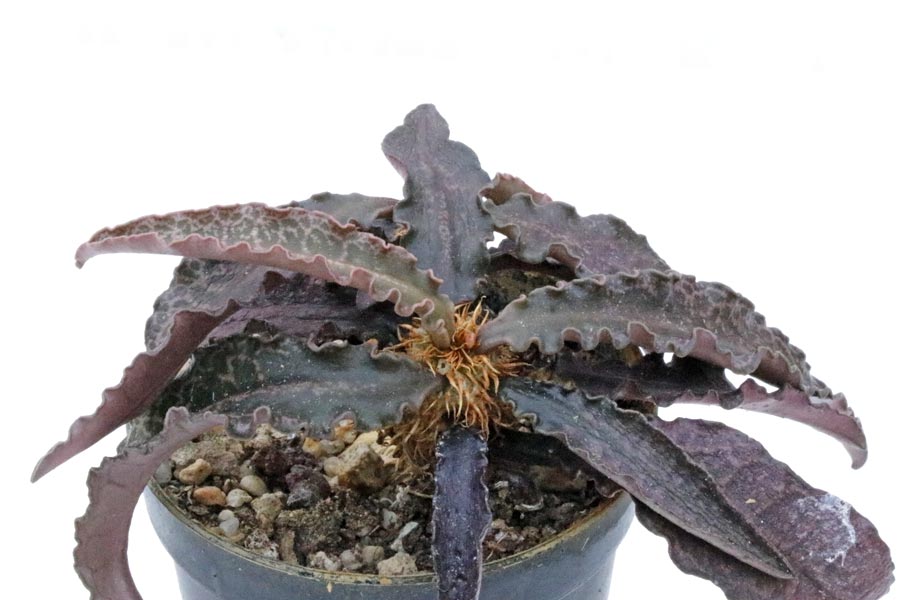 Euphorbia francoisii img_06425