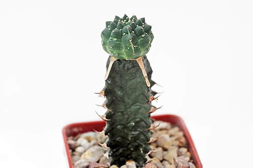 Euphorbia gymnocalycioides img_05942