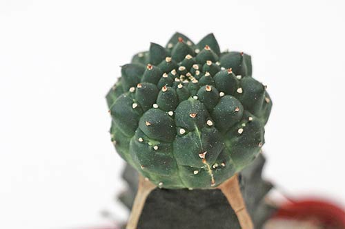 Euphorbia gymnocalycioides img_05943