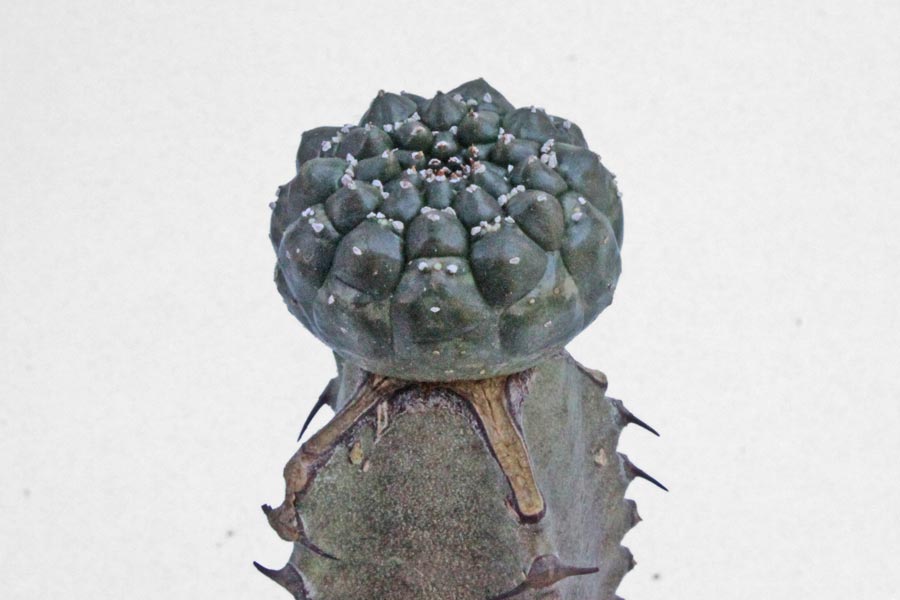 Euphorbia gymnocalycioides img_06244