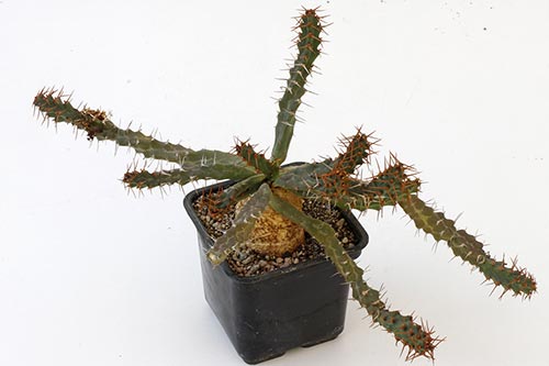 Euphorbia micracantha img_01167