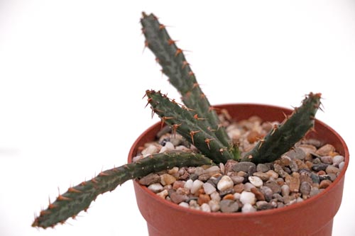 Euphorbia micracantha img_06388