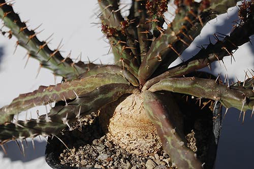 Euphorbia micracantha img_09281