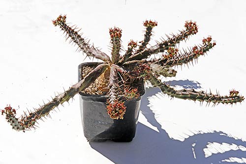 Euphorbia micracantha img_09282