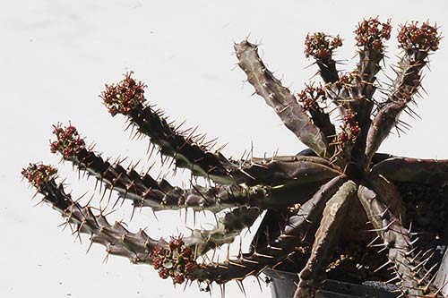 Euphorbia micracantha img_09283