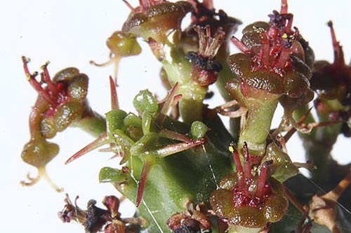 Euphorbia micracantha img_09290