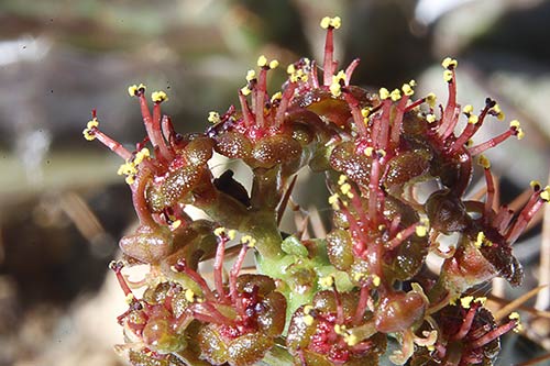 Euphorbia micracantha img_09293