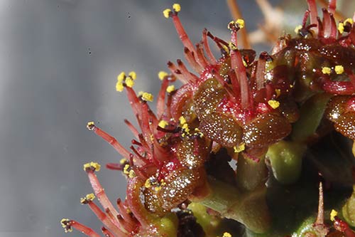 Euphorbia micracantha img_09297