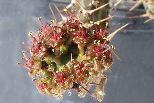 Euphorbia micracantha img_09298