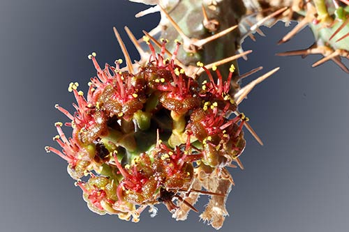 Euphorbia micracantha img_09304s