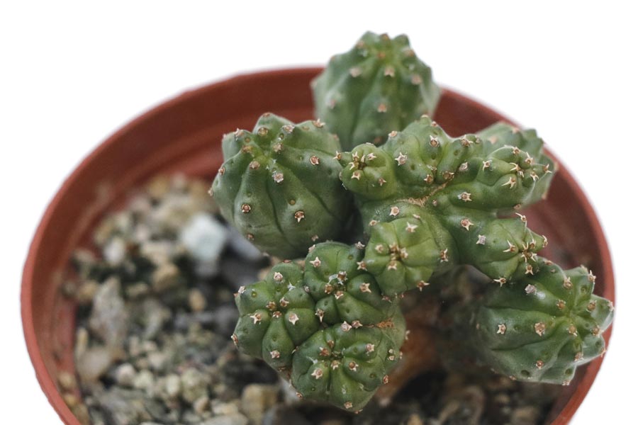 Euphorbia mosaica img_06349