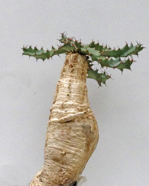 Euphorbia squarosa img_06178