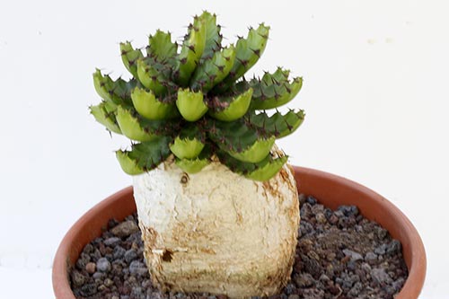 Euphorbia stellata img_01219