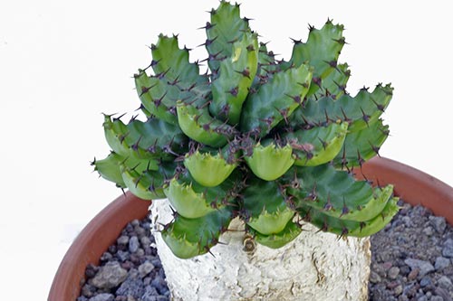 Euphorbia stellata img_01220