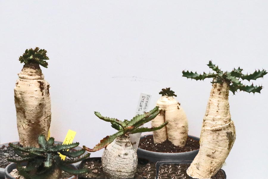 Euphorbia stellata img_06169