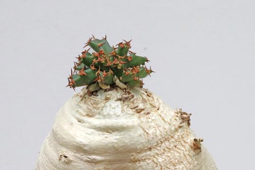 Euphorbia stellata img_06172