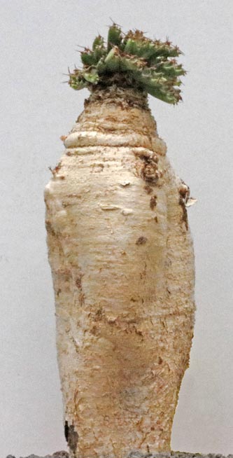 Euphorbia stellata img_06174