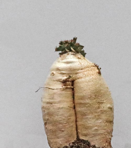 Euphorbia stellata img_06175