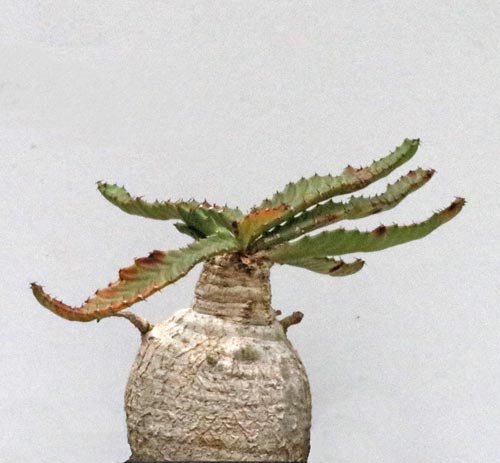 Euphorbia stellata img_06177