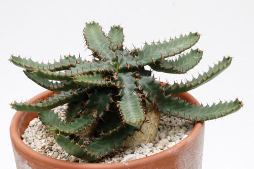 Euphorbia stellata img_06180