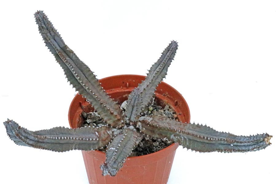 Euphorbia tubiglans img_06467