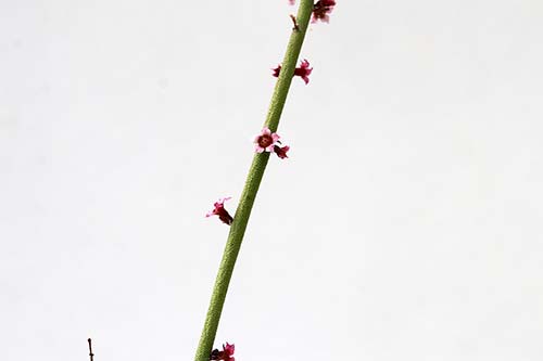 Euphorbia antisiphilitica img_08430