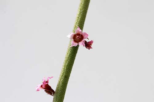 Euphorbia antisiphilitica img_08434