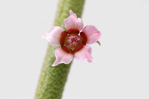 Euphorbia antisiphilitica img_08457