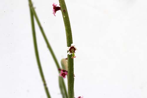 Euphorbia antisiphilitica img_08459