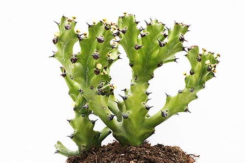 Euphorbia antiquorum img_01983