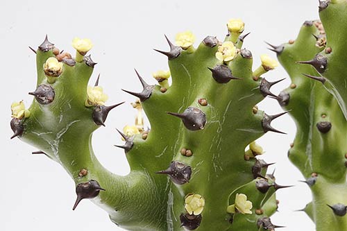 Euphorbia antiquorum img_01988
