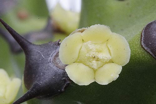 Euphorbia antiquorum img_01993