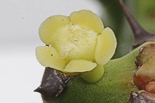 Euphorbia antiquorum img_01997