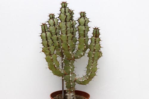 Euphorbia caerulescens img_06161