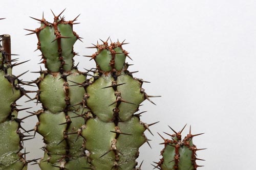 Euphorbia caerulescens img_06162