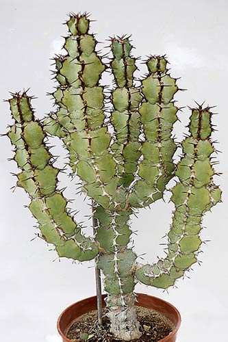 Euphorbia caerulescens img_09501