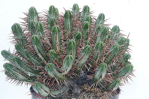 Euphorbia enopla img_01584